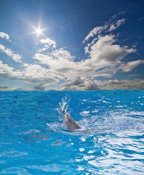 small dolphin in blue water splash