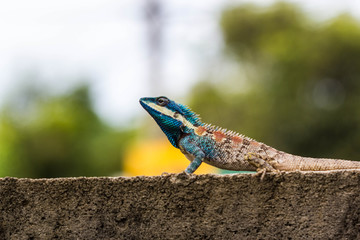 Cute Blue Lizard
