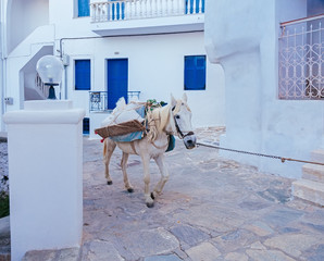 White horse with luggage walking on the street