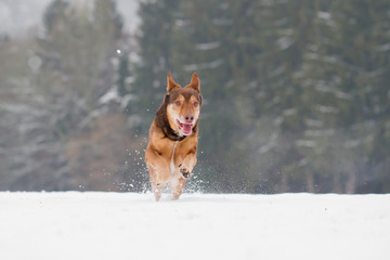 Ein Hund springt voller Freude durch den Schnee