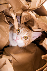 Katze spielt in Papier