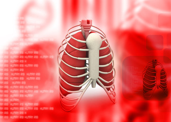 3d render of human rib .