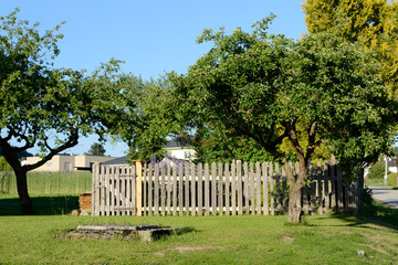 alter Apfelbaum im Sommer
