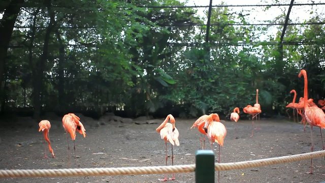 flamingo in zoo Safari park. HD. 1920x1080