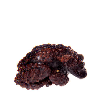 Theloderma gordoni, rare spieces of frog on white