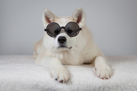 Akita lunette de soleil