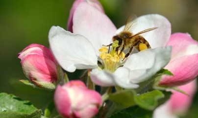 Biene in Apfelblüte