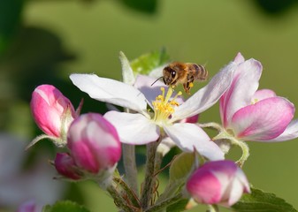 Biene im Flug