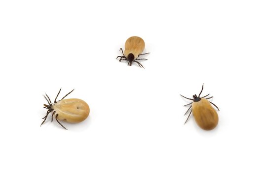Tick