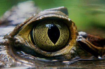 Fototapete Krokodil Kaiman Auge