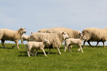 Obraz premium Schafe