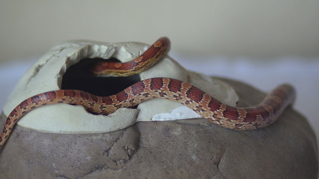 Corn snake on the stone