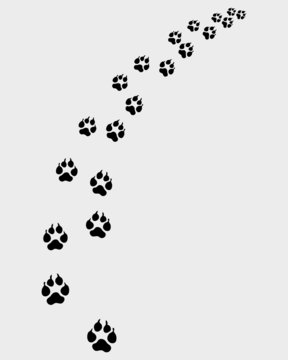 Footprints of dog, turn right, vector illustration