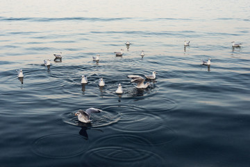 Seagulls in the sea