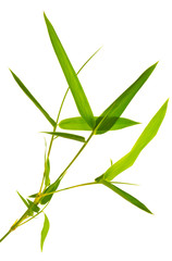 feuilles de bambou sur fond blanc