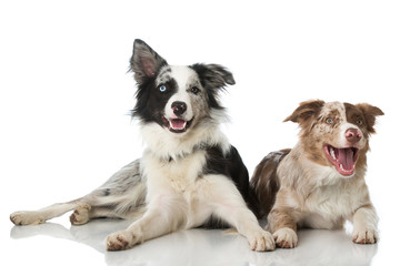 Zwei Border Collies