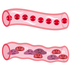 血管の断面　血液の流れ