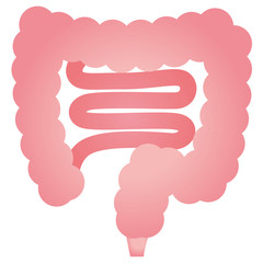 腸　人体　内臓