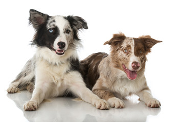 Zwei Border Collies