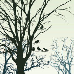 Panorama of wild coniferous forest