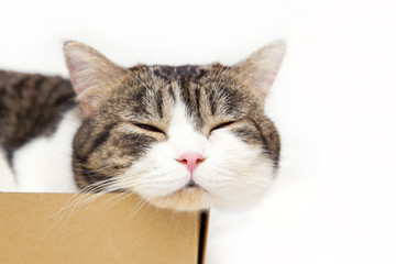 Cat in box