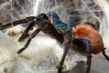 greenbottle tarantula (Chromatopelma cyaneopubescens)