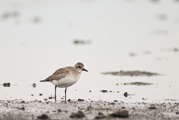 pivieressa (Pluvialis squatarola)