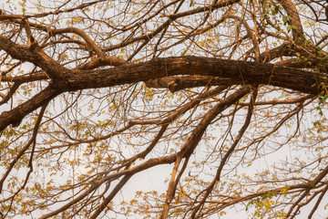 tree branch in autumn