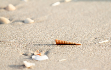 Shells on the sand
