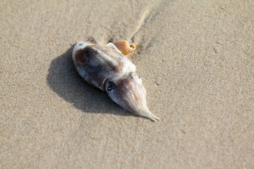 Octopus on the beach.