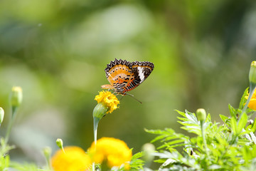 Marigold flowers