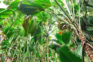 Tropical rainforest at Seychelles