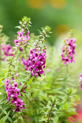 Forget me not flower