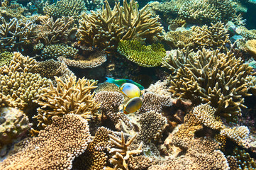 Coral reef at Maldives