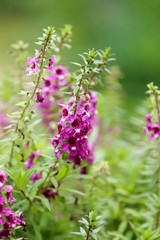 Forget me not flower