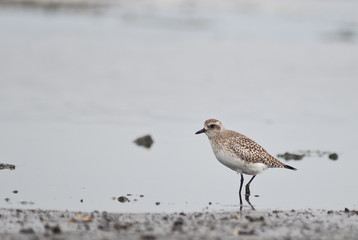 pivieressa (Pluvialis squatarola)