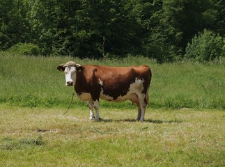 brown cow on pasture