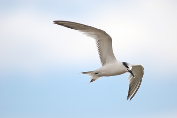 Obraz premium Beccapesci (Sterna sandvicensis) in volo