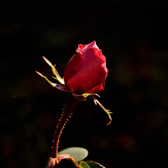 Red rose in black background