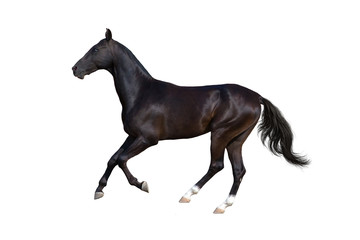 Horse isolated on white