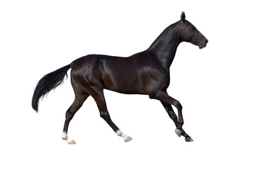 Obraz na płótnie Canvas Horse isolated on white