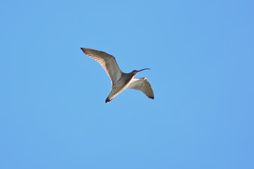 Chiurlo maggiore (Numenius arquata) in volo