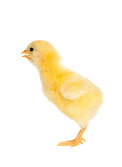 Isolated chick