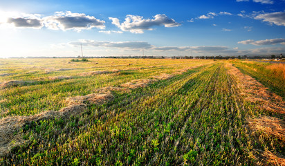 Hay on field © Givaga