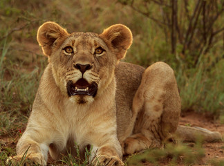 Alert young male lion