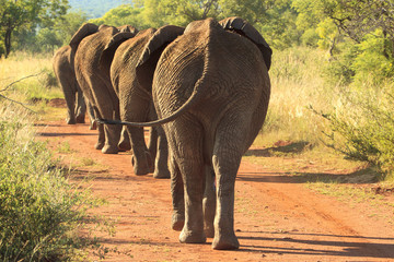 Obraz premium Elephants marching down the road