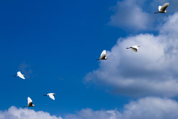 Birds are flying