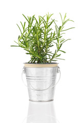 rosemary herb plant growing in a distressed pewter pot, isolated