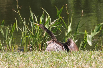 bird with spread wings