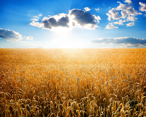 Naklejka premium Wheat on field